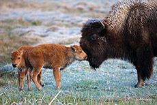 Bisonkuh mit K&auml;lbern, Yellowstone Nationalpark