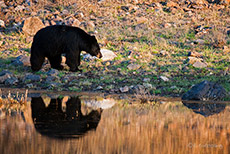 Schwarzb&auml;r im Yellowstone Nationalpark