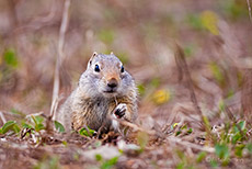 Uinta-Ziesel, Erdh&ouml;rnchen, Yellowstone Nationalpark