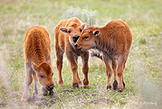 Bisonk&auml;lber, Yellowstone Nationalpark