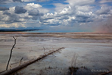 umgest&uuml;rzte B&auml;ume am Grand Prismatic Spring, Yellowstone Nationalpark