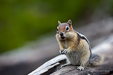 Streifenh&ouml;rnchen, Yellowstone Nationalpark