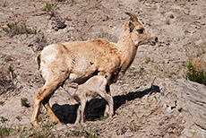 Dickhornschaf beim S&auml;ugen, Yellowstone Nationalpark