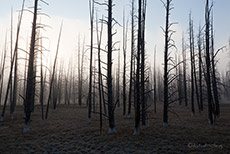 Tote B&auml;ume im Nebel, Yellowstone Nationalpark