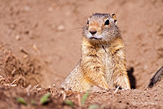 Uinta-Ziesel, Erdh&ouml;rnchen, Yellowstone Nationalpark