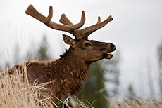 m&auml;chtiger Wapiti Hirsch (Elk), Yellowstone Nationalpark