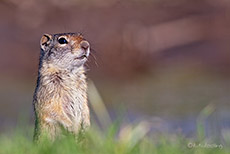 Uinta-Ziesel, Erdh&ouml;rnchen, Grand Teton Nationalpark