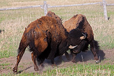 K&auml;mpfende Bisons, Grand Teton Nationalpark