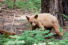 Junger Schwarzb&auml;r im Yosemite Nationalpark