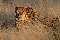 Namibia - S&uuml;dafrika 2005