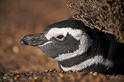 Magellan Pinguin ins seiner H&ouml;hle