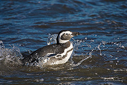 Punta Tombo und seine Magellan Pinguin Kolonie